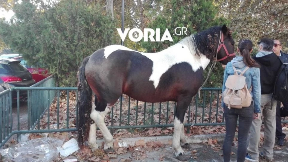 Άλογο έκοβε…. βόλτες στο κέντρο της Θεσσαλονίκης (βίντεο)